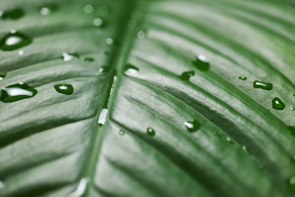 A close-up of a green leaf covered in water droplets